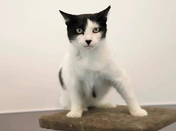 Jesus, Preta e branca male mixed breed for adoption at Canil Municipal de Gaia (P.A.T.A.)