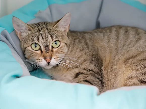 Anabela, Tigrada female mixed breed for adoption at Canil Municipal de Gaia (P.A.T.A.)