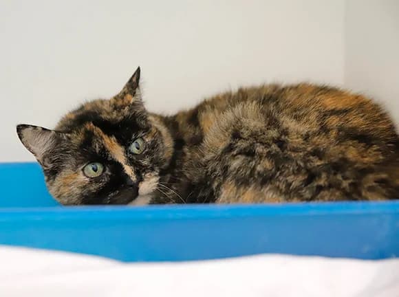 Mercedes, Tricolor female mixed breed for adoption at Canil Municipal de Gaia (P.A.T.A.)