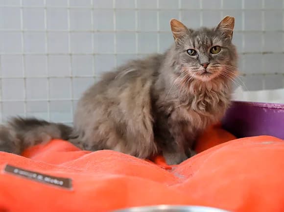 Arisca, Cinza female mixed breed for adoption at Canil Municipal de Gaia (P.A.T.A.)