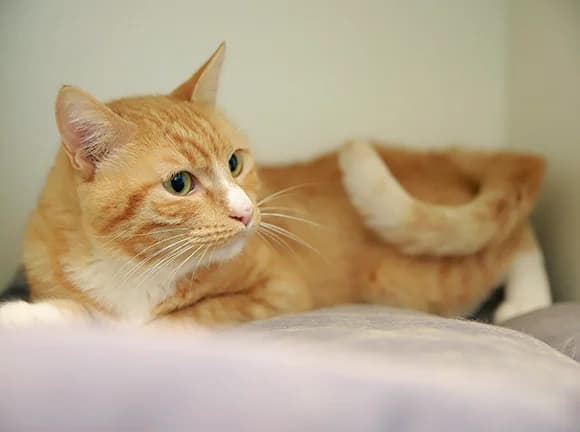 Dominó, Laranja male mixed breed for adoption at Canil Municipal de Gaia (P.A.T.A.)