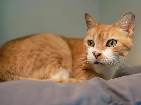 Honey, Laranja e branca male mixed breed for adoption at Canil Municipal de Gaia (P.A.T.A.)