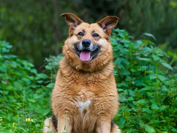 Lady, female 5yo Mixed Breed for adoption at Canil Municipal de Lisboa, Lisbon
