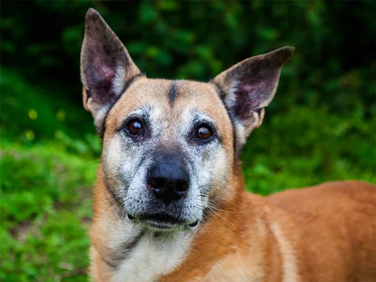 Manif, male 5yo Mixed Breed for adoption at Canil Municipal de Lisboa, Lisbon