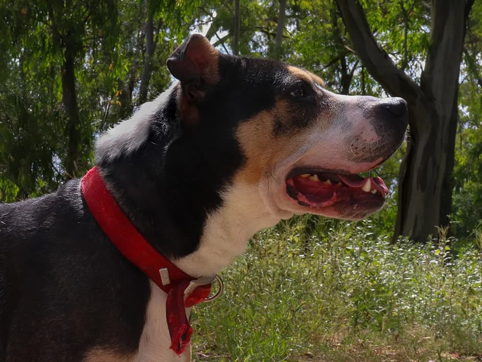 Tyger, male 5yo Mixed Breed for adoption at Canil Municipal de Lisboa, Lisbon