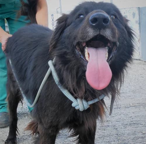 Torre, male senior Mixed Breed for adoption at Centro de Recolha Oficial de Animais de Palmela, Palmela (Setúbal)