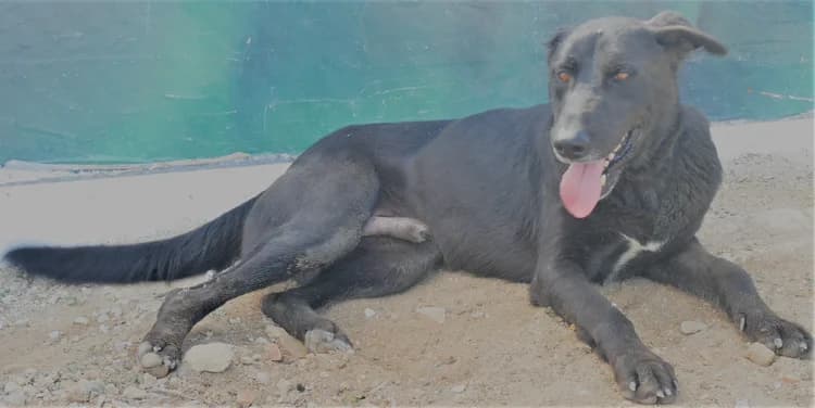 Spok, male 7yo Mixed Breed for adoption at Centro de Recolha Oficial de Animais de Palmela, Palmela (Setúbal)
