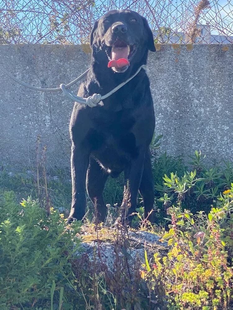 Chocolate, male 7yo Labrador Retriever for adoption at Centro de Recolha Oficial de Animais de Palmela, Palmela (Setúbal)