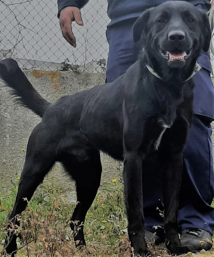 Boch, male senior Mixed Breed for adoption at Centro de Recolha Oficial de Animais de Palmela, Palmela (Setúbal)