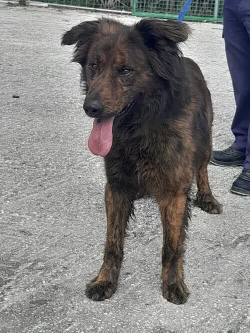 Cigano, male senior Mixed Breed for adoption at Centro de Recolha Oficial de Animais de Palmela, Palmela (Setúbal)
