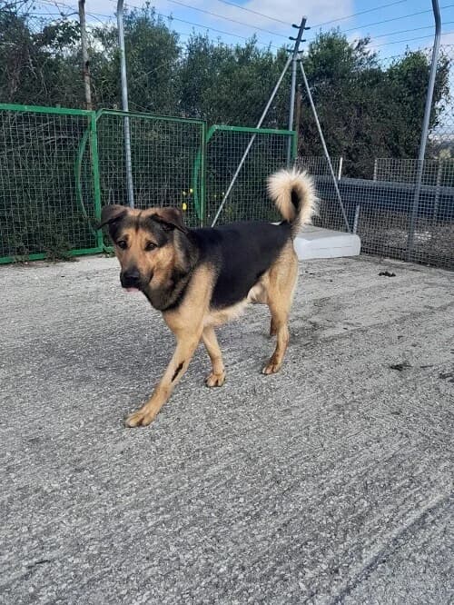 Pastor, male 7yo Mixed Breed for adoption at Centro de Recolha Oficial de Animais de Palmela, Palmela (Setúbal)