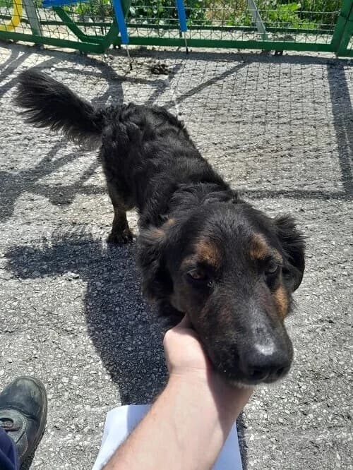Zeus, male 6yo Mixed Breed for adoption at Centro de Recolha Oficial de Animais de Palmela, Palmela (Setúbal)