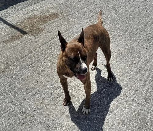 Shiva, female 5yo Mixed Breed for adoption at Centro de Recolha Oficial de Animais de Palmela, Palmela (Setúbal)