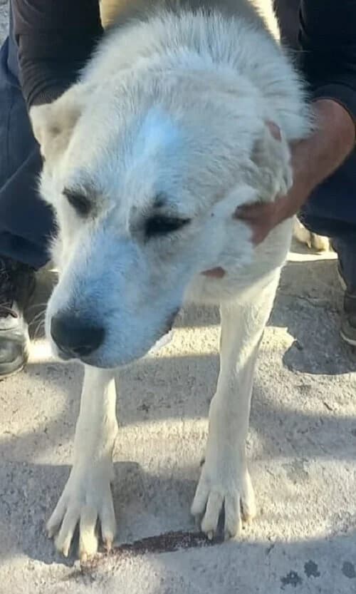 Bonita, female 6yo Rafeiro do Alentejo for adoption at Centro de Recolha Oficial de Animais de Palmela, Palmela (Setúbal)