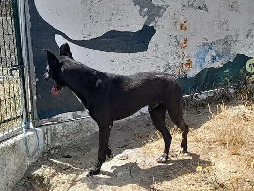 Marley, male senior Mixed Breed for adoption at Centro de Recolha Oficial de Animais de Palmela, Palmela (Setúbal)
