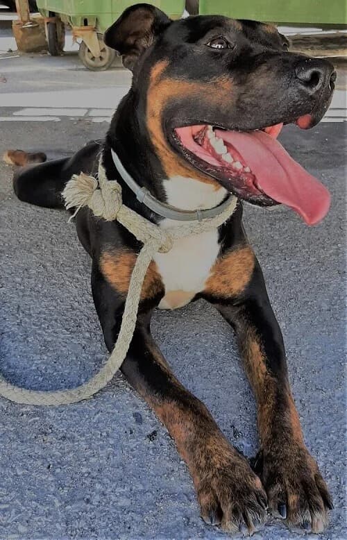Shark, male senior Pit Bull Terrier for adoption at Centro de Recolha Oficial de Animais de Palmela, Palmela (Setúbal)