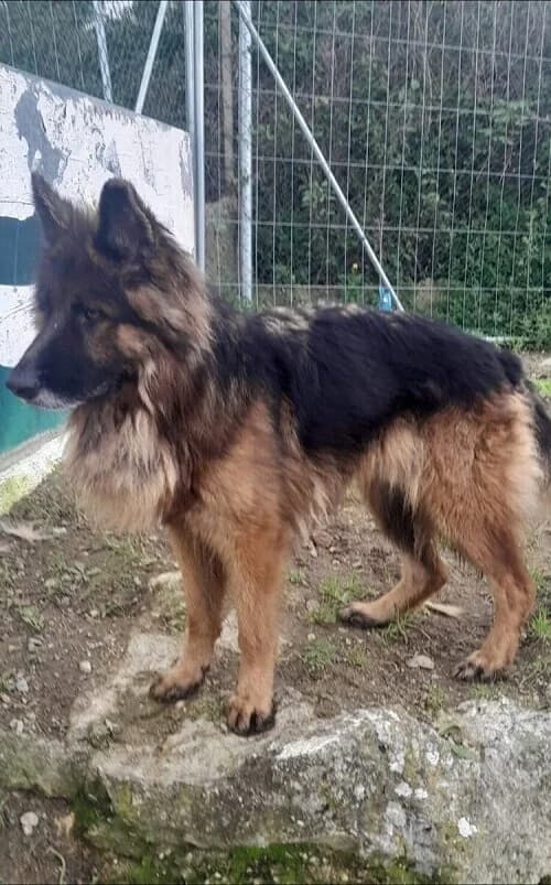 Rex, male 7yo mixed breed for adoption at Centro de Recolha Oficial de Animais de Palmela, Palmela (Setúbal)