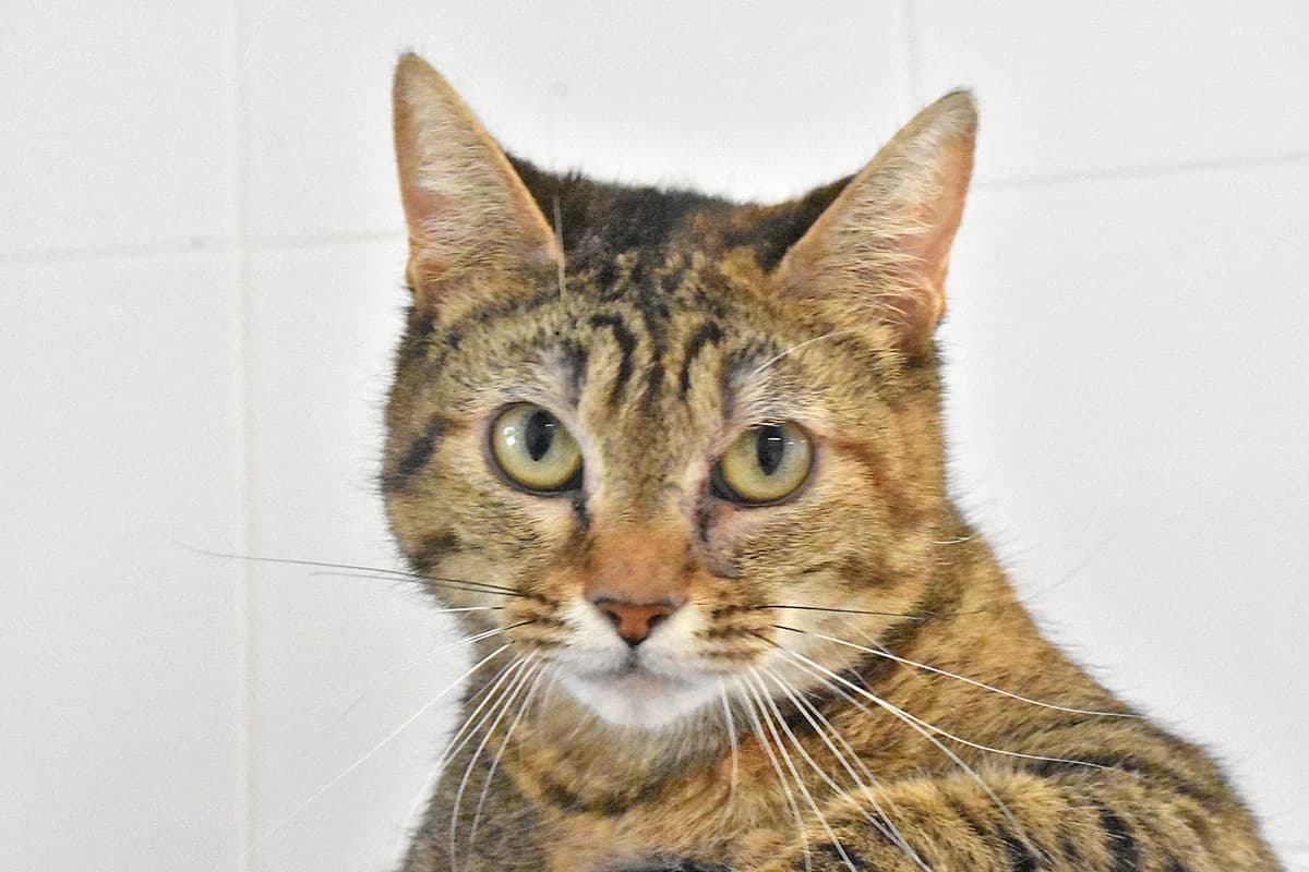 025, Preto male American Staffordshire Terrier for adoption at Canil Municipal do Porto