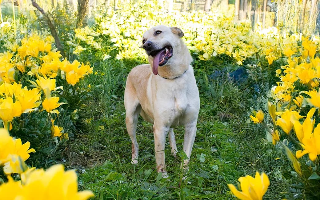 Simão, male senior Mixed Breed for adoption at CROAMA - Centro de Recolha Oficial de Animais da Amadora, -192 Amadora