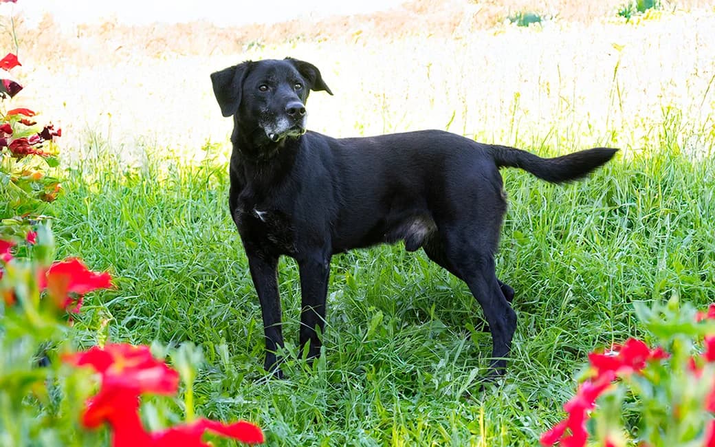 Chop, male Mixed Breed for adoption at CROAMA - Centro de Recolha Oficial de Animais da Amadora