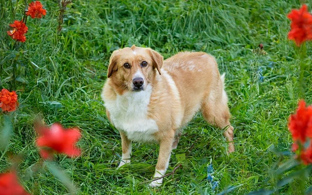 Chop, male senior Mixed Breed for adoption at CROAMA - Centro de Recolha Oficial de Animais da Amadora, -192 Amadora