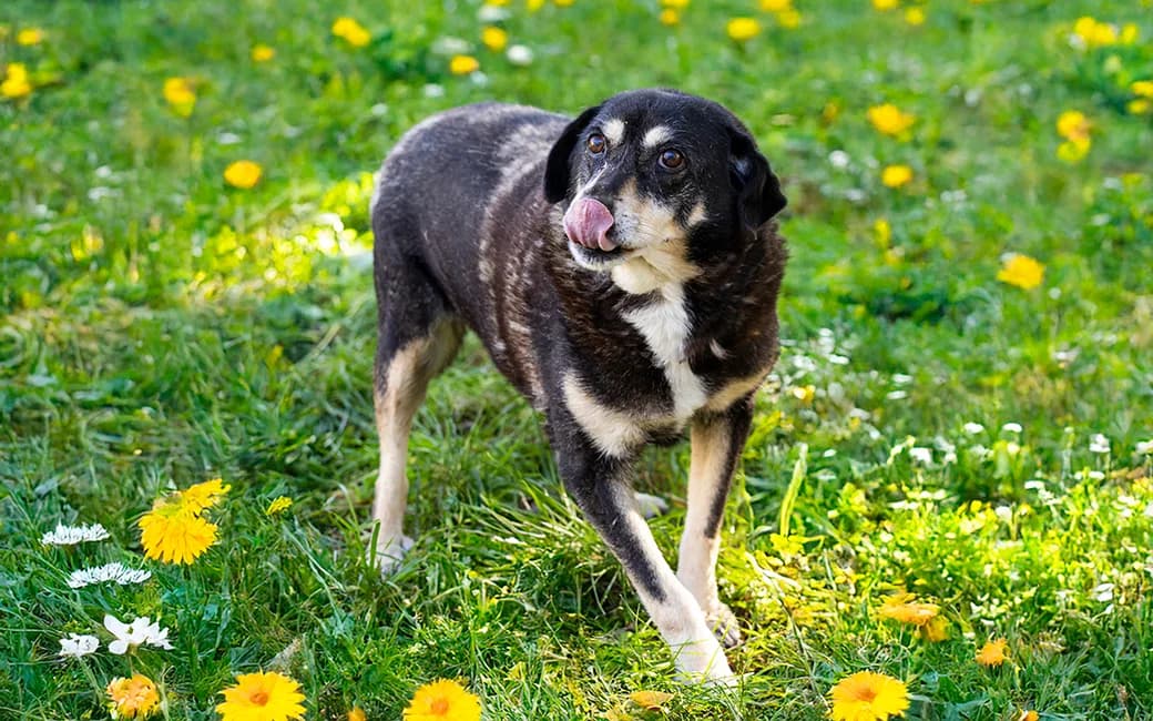 Chop, male senior Mixed Breed for adoption at CROAMA - Centro de Recolha Oficial de Animais da Amadora, -192 Amadora