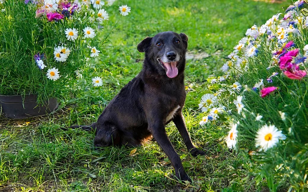 Chop, Mixed Breed (CROAMA - Centro de Recolha Oficial de Animais da Amadora)