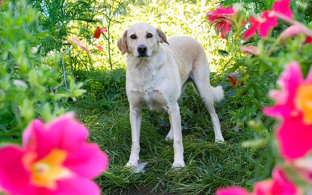 Chop, Mixed Breed (CROAMA - Centro de Recolha Oficial de Animais da Amadora)
