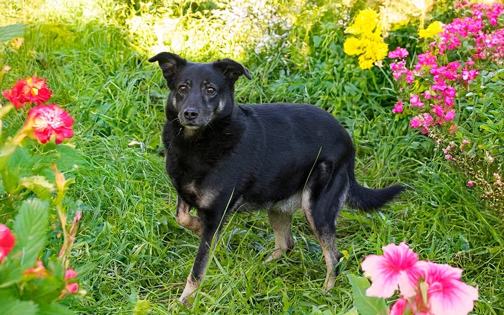 Lolita, female young Mixed Breed for adoption at CROAMA - Centro de Recolha Oficial de Animais da Amadora, -192 Amadora