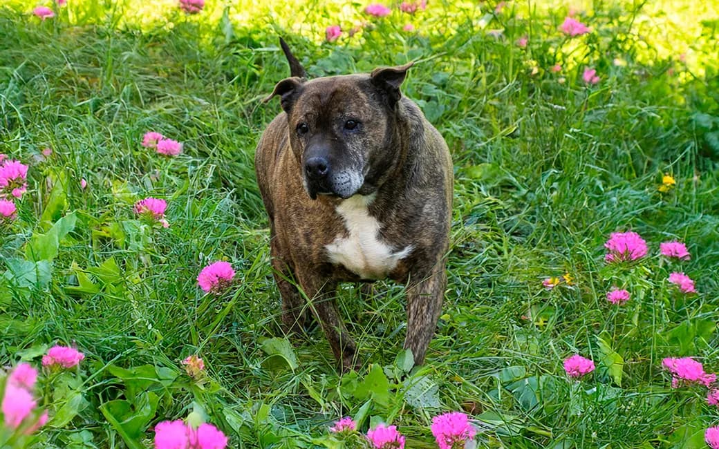 Puma, male senior Mixed Breed for adoption at CROAMA - Centro de Recolha Oficial de Animais da Amadora, -192 Amadora