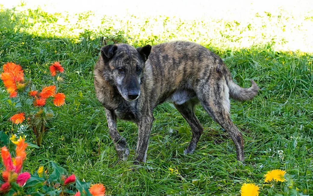 Lord, male senior Mixed Breed for adoption at CROAMA - Centro de Recolha Oficial de Animais da Amadora, -192 Amadora