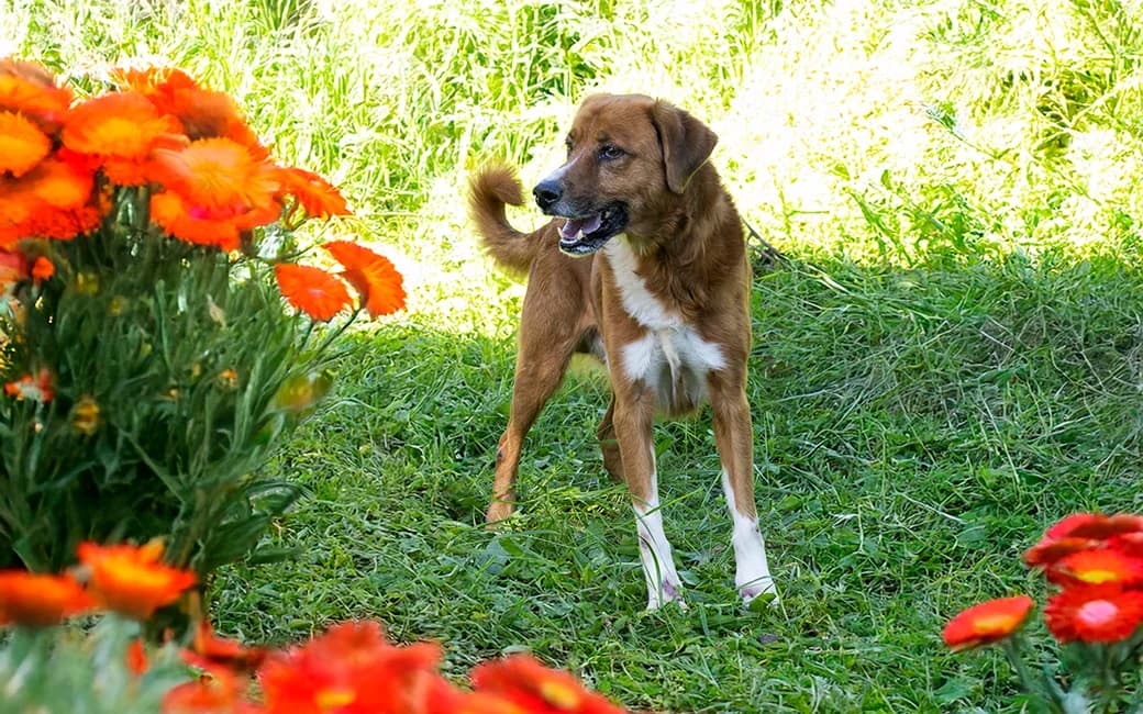 Snikers, male Mixed Breed for adoption at CROAMA - Centro de Recolha Oficial de Animais da Amadora