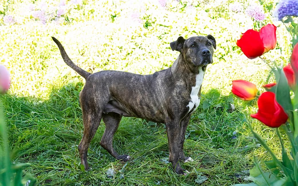 Zara, female Mixed Breed for adoption at CROAMA - Centro de Recolha Oficial de Animais da Amadora