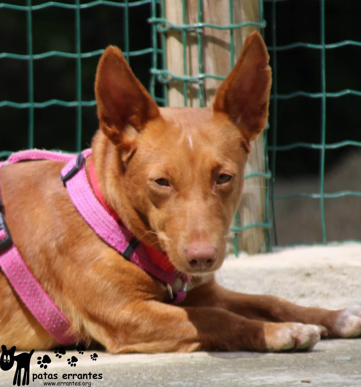 Ina, female 3yo Mixed Breed for adoption at Patas Errantes