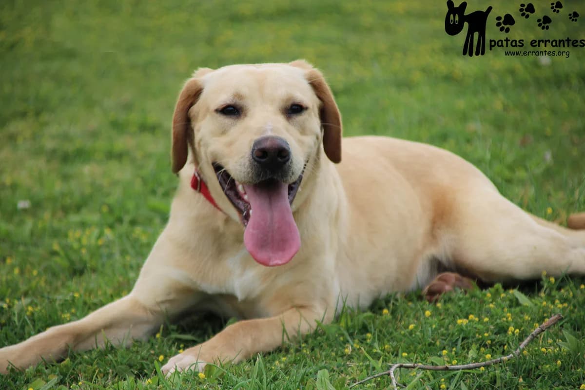 Uno, male Mixed Breed for adoption at Patas Errantes