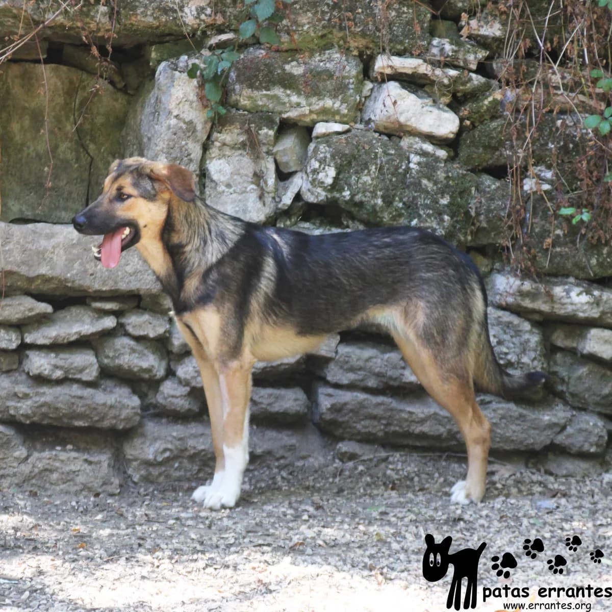 Eve, female Mixed Breed for adoption at Patas Errantes