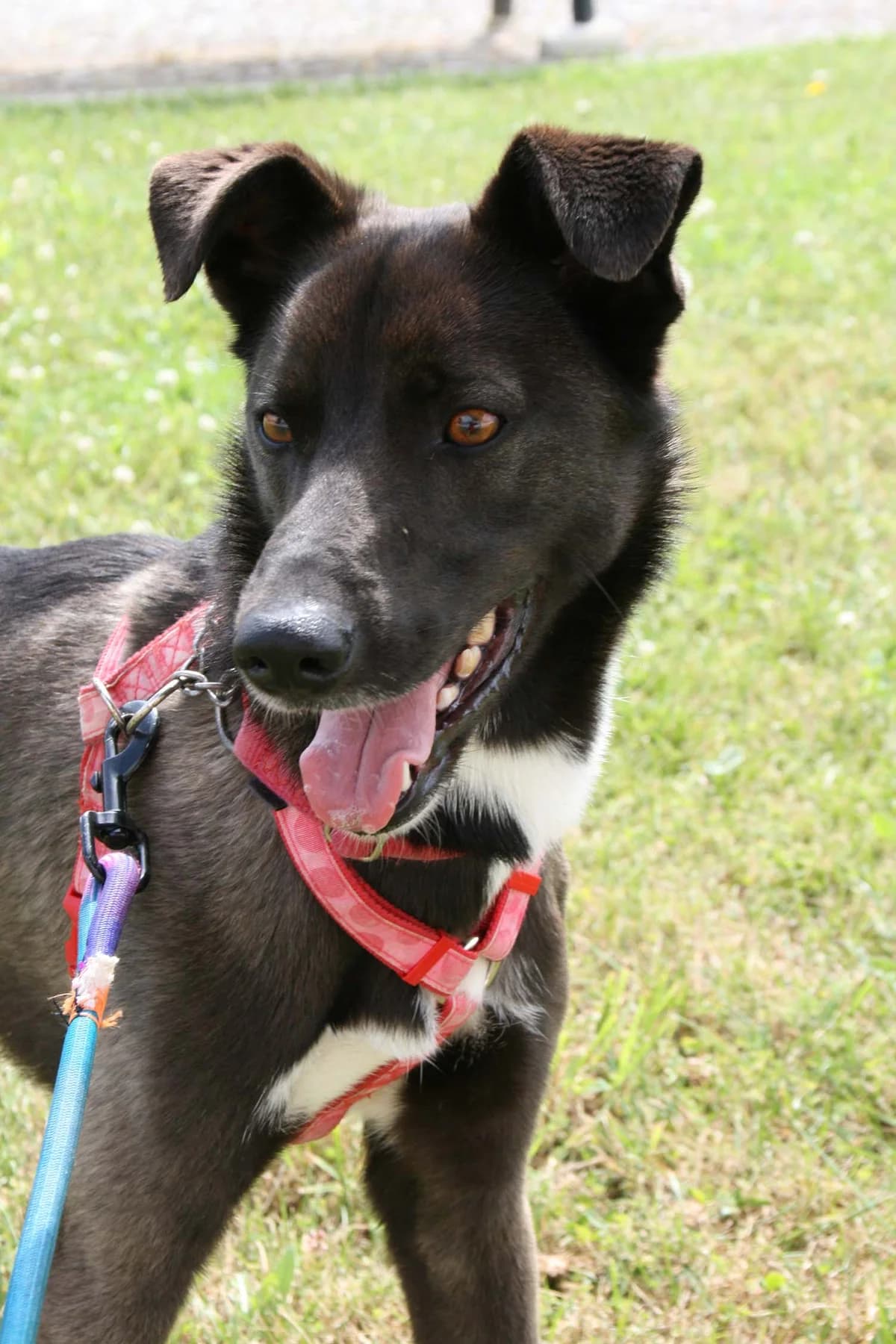 Thor, male puppy Mixed Breed for adoption at Patas Errantes