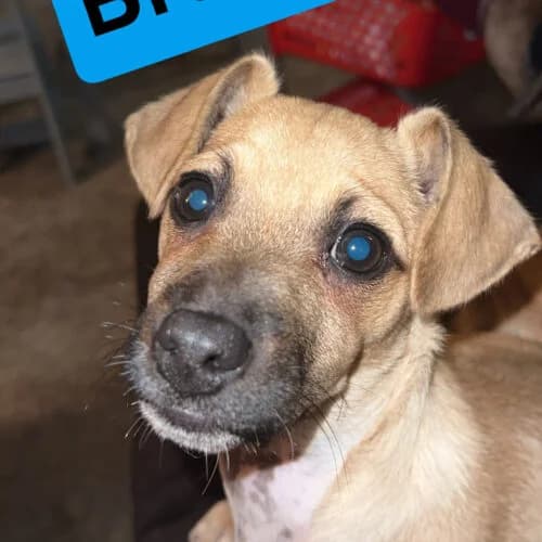 Bruce, male Mixed Breed for adoption at Friends of Madera Animal Shelter (FMAS)