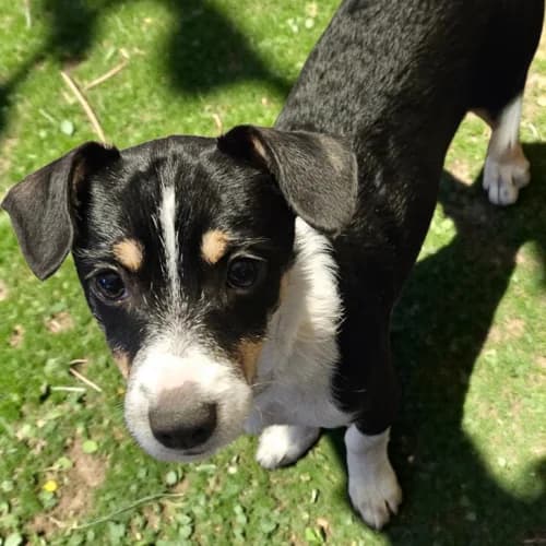 Chance, male Mixed Breed for adoption at Friends of Madera Animal Shelter (FMAS)