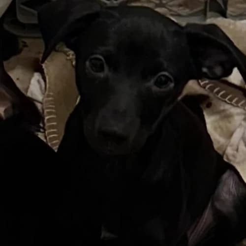 Diamond, female Mixed Breed for adoption at Friends of Madera Animal Shelter (FMAS)