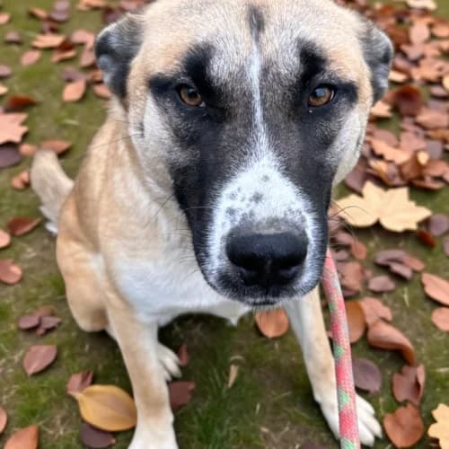 Maggie, female Mixed Breed for adoption at Friends of Madera Animal Shelter (FMAS)
