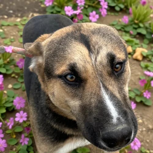 Penny, female Mixed Breed for adoption at Friends of Madera Animal Shelter (FMAS)