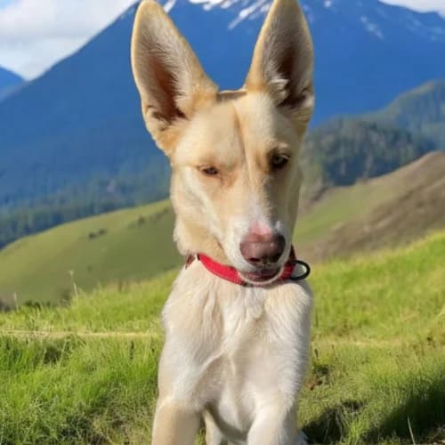 Skyla, female Mixed Breed for adoption at Friends of Madera Animal Shelter (FMAS)