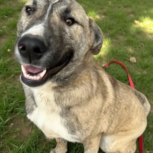 Snoopy, male Mixed Breed for adoption at Friends of Madera Animal Shelter (FMAS)