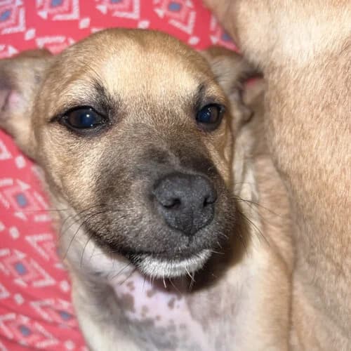 Thor, male Mixed Breed for adoption at Friends of Madera Animal Shelter (FMAS)