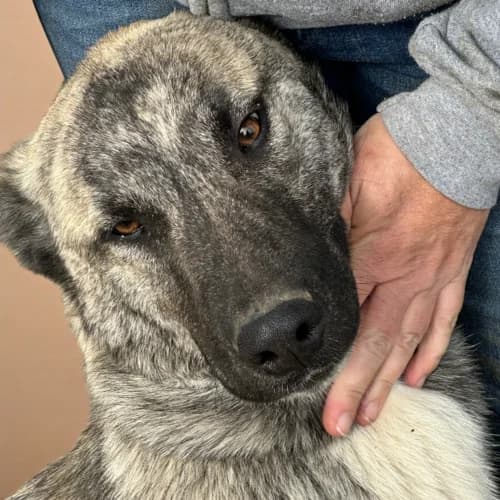 Toto, male Mixed Breed for adoption at Friends of Madera Animal Shelter (FMAS)