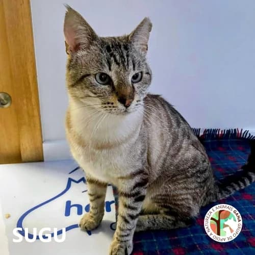 Sugu, male 7yo Mixed Breed for adoption at GANA