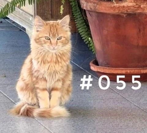 #055, female Mixed Breed for adoption at Louzanimales