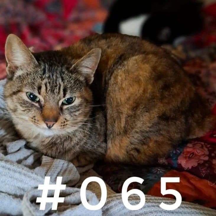 #065, female Mixed Breed for adoption at Louzanimales