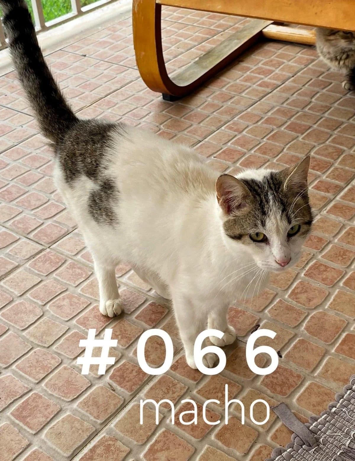 #066, male Mixed Breed for adoption at Louzanimales